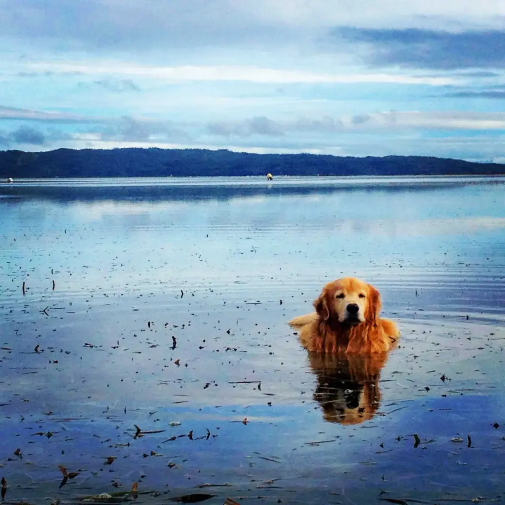 A golden retriever sitting in the shallow water off Boracay at dawn