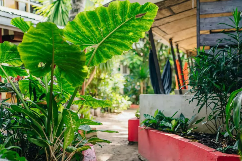A garden path lined with hammocks and tropical planting