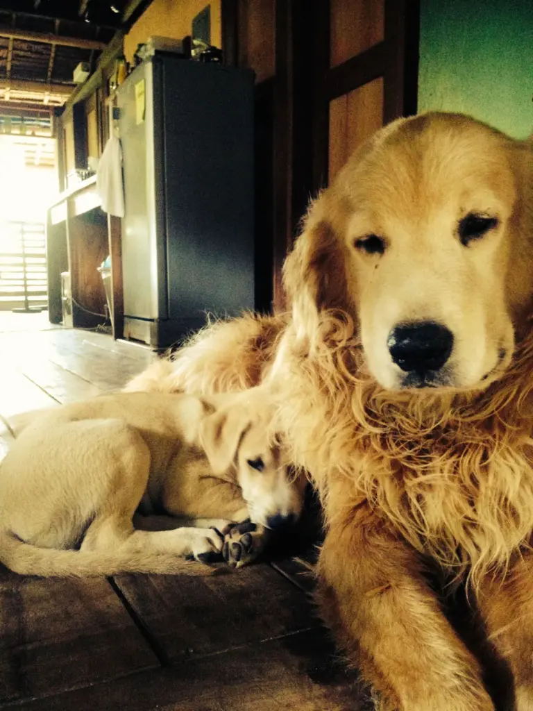 Milo, the golden retriever who inspired the Lazy Dog logo, resting beside a puppy